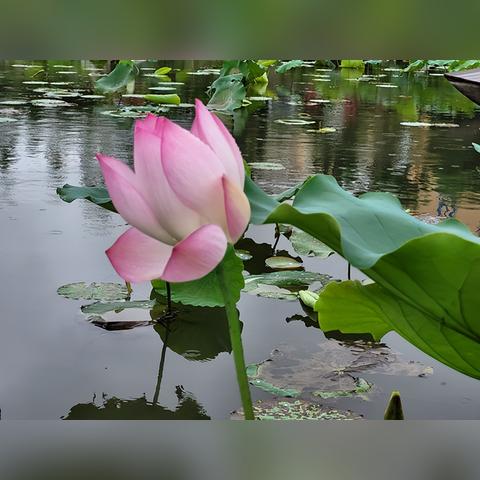 澳门一码一肖一特一中管家及2025澳门正版挂牌完整的曝光！-抵制虚假渲染术，安全解答、解释与落实